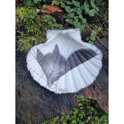 Coquilles saint-jacques